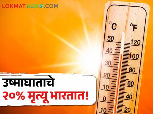 Climate Change: 20 percent of heat stroke deaths in India, most deaths occur here.. | Climate Change: उष्माघाताचे २० टक्के मृत्यू भारतात, सर्वाधिक मृत्यू होतात इथे..