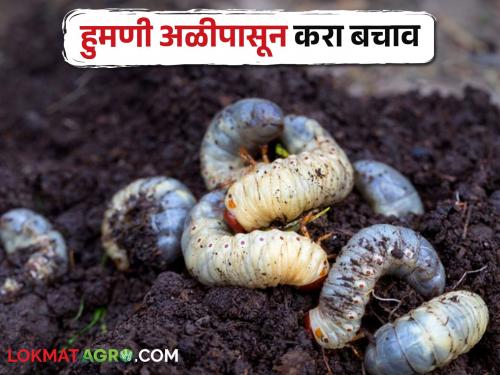 Falling rain causes humani larvae to fall out of the cell, so manage to avoid damage | वळवाच्या पावसाने हुमणी अळी पडते कोषातून बाहेर, नुकसान टाळण्यासाठी करा असे व्यवस्थापन