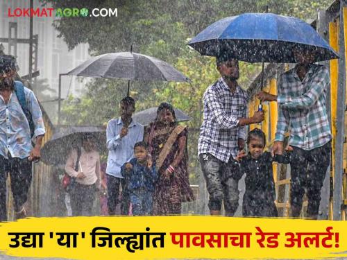 Maharashtra Rain : Konkan, Western Ghats tomorrow strong! Red alert of rain for this district! | Maharashtra Rain Update : कोकण, पश्चिम घाटमाथ्यावर जोरदार पाऊस! 'या' जिल्ह्यांसाठी पावसाचा रेड अलर्ट!