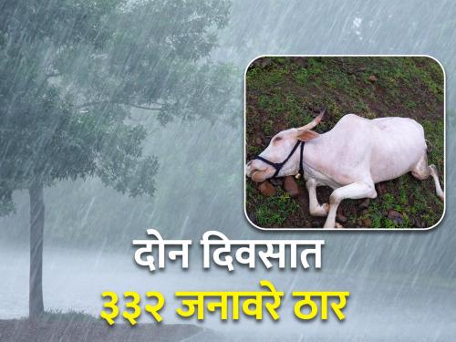 332 animals were killed in two days in West Varhad, most loss of livestock due to unseasonal rains.... | पश्चिम वऱ्हाडात दोन दिवसात ३३२ जनावरे ठार, अवकाळी पावसामुळे सर्वाधिक पशुधनाची हानी....