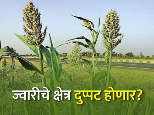 Will sorghum become cheaper? This year the area will double | ज्वारी स्वस्त होणार का? यंदा क्षेत्र दुप्पट होणार