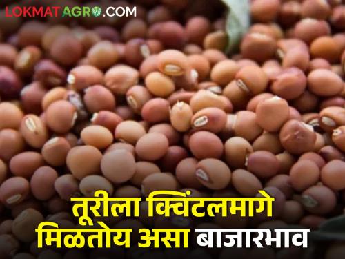 In the morning session, the market price of turi per quintal.. | सकाळच्या सत्रात तुरीला क्विंटलमागे मिळतोय असा बाजारभाव..