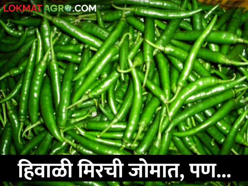 Jafarabadi Green Chilli has decreased in the market, what is the price? | जाफराबादी हिरव्या मिरचीचा ठसका बाजारपेठेत घसरला, काय मिळतोय भाव?