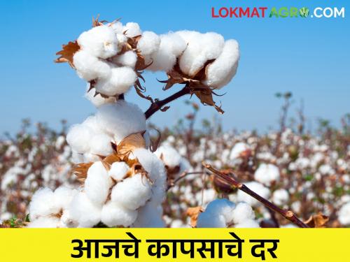 maharashtra agriculture farmer cotton rates fall down market yard price | कापसाचे दर तळाला, शेतकऱ्याची कोंडी; कुठेच मिळेना हमीभावाएवढा दर