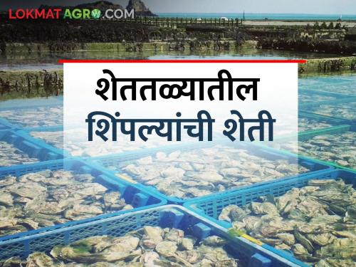 Success Story: Farming of Mussels, Successful experiment of two brothers | Success Story: शेततळ्यात केली शिंपल्यांची शेती, दोन भावांचा यशस्वी प्रयोग