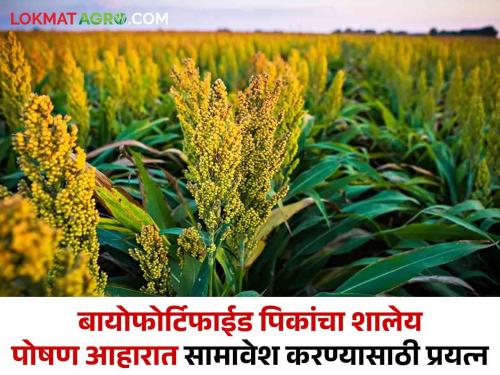 Biofortified crops Workshop Inclusion Biotechnology Fortified Food Grains in MDM and ICDS Schemes | Biofortified Crops : जैवतंत्रज्ञान वर्धित पोषण धान्यांचा MDM आणि ICDS योजनांमध्ये सामावेश करण्यासाठी कार्यशाळा