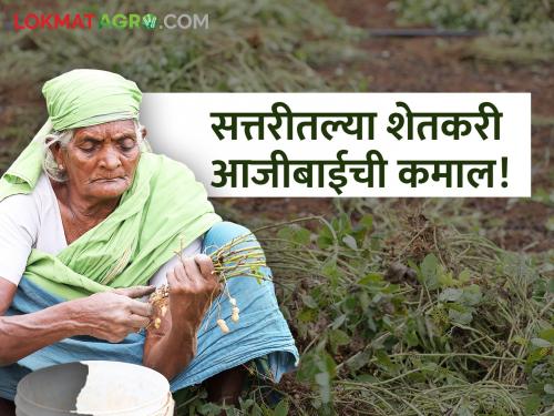 Look, 70-year-old grandmother's alchemy: six crops in twenty bundles..! | सत्तरीतल्या शेतकरी आजीची किमया, वीस गुंठ्यात सहा पिके घेत दररोज कमावतेय..