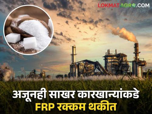 Sugarcane FRP : Sugarcane season is over but still 'so much' amount of FRP is left with factories | Sugarcane FRP : गाळप हंगाम संपला पण अद्यापही 'एवढी' एफआरपीची रक्कम कारखान्यांकडे बाकी