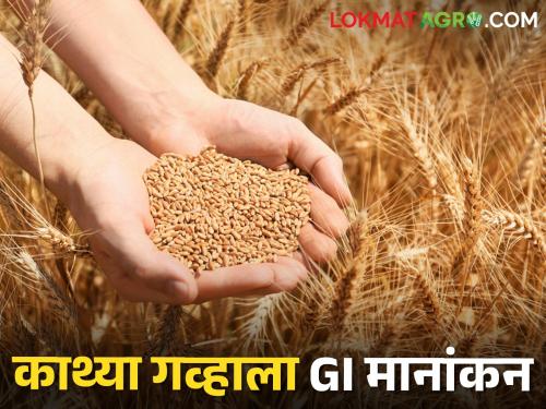 Kathya wheat is the first agricultural product in the region to receive the GI designation | काथ्या गव्हाला जीआय मानांकन, या प्रदेशातील मानांकन मिळणारे हे पहिलेच कृषी उत्पादन