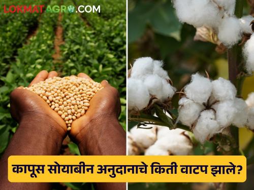 How much cotton and soybean subsidy was distributed? Are 28 lakh account holders still deprived? | कापूस सोयाबीन अनुदानाचे किती वाटप झाले? २८ लाख खातेदार अजूनही वंचित का?