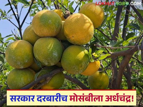 marathwada agriculture university mosambi research centre work farmer agriculture | Mosambi : "विद्यापीठाचे संशोधन केंद्र काय कामाचं? शेतकऱ्यांना काडीचाही नाही फायदा"