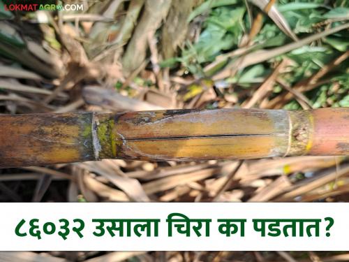 Sugarcane: Why do sugarcane varieties of 86032 have cracks? Why do scars appear on the cane? | Sugarcane : ८६०३२ वाणाच्या उसाला चिरा का पडतात? कांड्यावर चट्टे का पडतात?