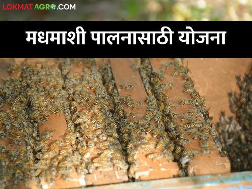 keep bees; 50 percent subsidy in the form of materials | मधमाशापालन करण्यासाठी या आहेत योजना, पात्रता काय?