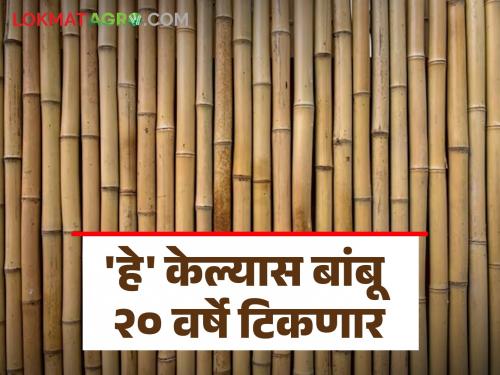 Bamboo lasts 20 years if chemically treated! The rate will be 3 times higher | केमिकल ट्रीटमेंट केल्यास बांबू टिकतो २० वर्षे! दरही ३ पटीने मिळेल जास्त