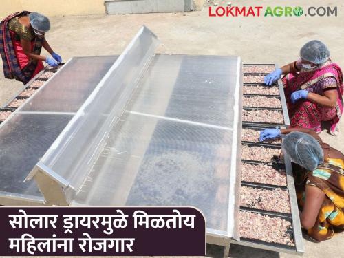 45 women found employment through solar dryer, are earning monthly... | Success Story: सौर वाळवणीतून ४५ महिलांनी शोधला रोजगार, महिन्याकाठी कमवताहेत...