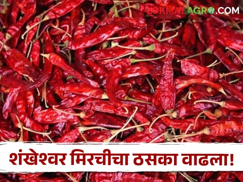 Kolhapur's Shankheswari red chilli powder fetched the highest price per quintal | कोल्हापूरच्या शंखेश्वरी लाल मिरचीचा ठसका, क्विंटलमागे सर्वाधिक मिळाला भाव