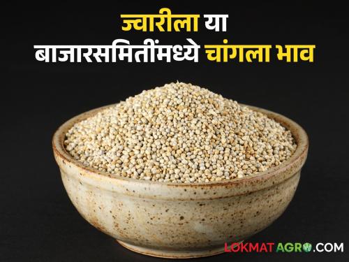 1 thousand 289 quintals of sorghum inflow in the state, per quintal in Dharashiv along with Pune. | राज्यात १ हजार २८९ क्विंटल ज्वारीची आवक, पुण्यासह धाराशिवमध्ये क्विंटलमागे मिळतोय..