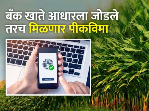 No Aadhaar link, then forget crop insurance compensation | आधार लिंक नाही, मग पिकविमा भरपाई विसरा