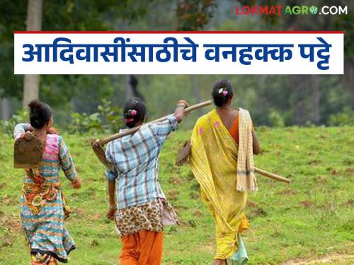 Latest News Agriculture News Tribal brotherhood turned forest lands into gold, wastelands became fertile | Trible Land : आदिवासी बांधवानी वनपट्टे जमिनीचे केलं सोनं, पडीक जमिनी झाल्या सुपीक