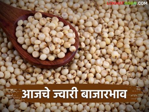 jwari bajar bhav: What is the status of jowar market price in the state; Read today's jowar market price | jwari bajar bhav : ज्वारी बाजार दराची राज्यात काय आहे स्थिती; वाचा आजचे ज्वारी बाजारभाव