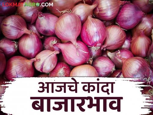 Latest News Kanda Market Update 40 thousand quintals of red onion arrived in Solapur market, todays Kanda bajarbhav | Kanda Market Update : सोलापूर बाजारात लाल कांद्याची 40 हजार क्विंटलची आवक, वाचा आजचे बाजारभाव
