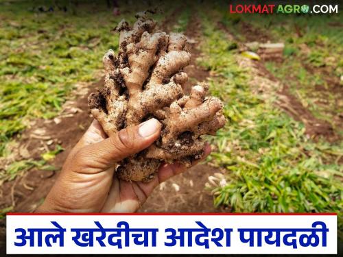 Ginger farmers looted in the name of grading; wholesale purchase of old and new ginger trampled | प्रतवारीच्या नावाखाली आले उत्पादक शेतकऱ्यांची लूट; जुन्या व नव्या आल्याची सरसकट खरेदी पायदळी