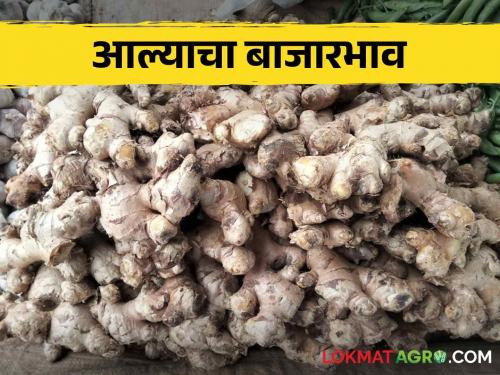 Ginger Price Fluctuations: New ginger fetches higher price than old ginger | Ginger Price Fluctuations नव्या आल्याला मिळतोय जुन्या आल्यापेक्षा जास्तीचा दर