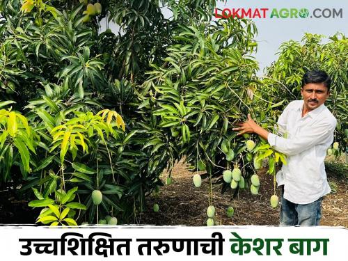 8 lakhs income to a highly educated youth from two acres of saffron mango orchard | Success Story दोन एकर केशर आंबा बागेतून उच्चशिक्षित तरुणाला ८ लाखांचे उत्पन्न