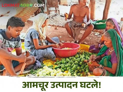 Latest News Amchur production decreased by 40 percent in Satpuda range nandurbar district | Aamchur production : सातपुड्यातील आमुचर उत्पादकांचे गणित बिघडले, नेमकं कारण काय? 