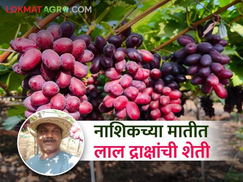 How did the red Ara grape variety take root in the soil of Nashik? | नाशिकच्या मातीत लाल रंगाचे आरा द्राक्ष वाण कसे रुजले? शेतकऱ्याचा यशस्वी प्रयोग