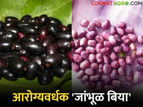 If you are throwing seeds after eating jambhul, stop? jamun seeds are more beneficial for health than jambhul | जांभूळ खाऊन बिया फेकत असाल तर थांबा ? जांभूळ बिया आहेत आरोग्यास जांभळापेक्षा अधिक फायद्याच्या