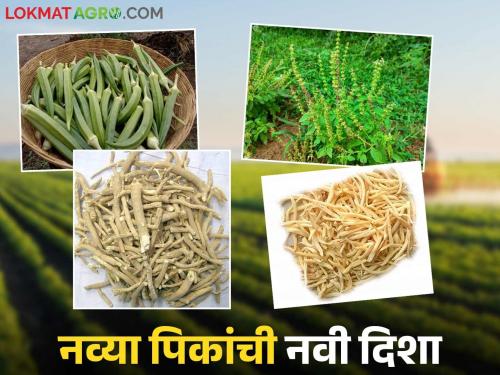 latest news Agricultural News: Musk okra, Ashwagandha now in Shivara! Farmers will conduct new experiments Read in detail | Agricultural News: कस्तुरी भेंडी, अश्वगंधा आता शिवारात! शेतकरी करणार नवे प्रयोग वाचा सविस्तर