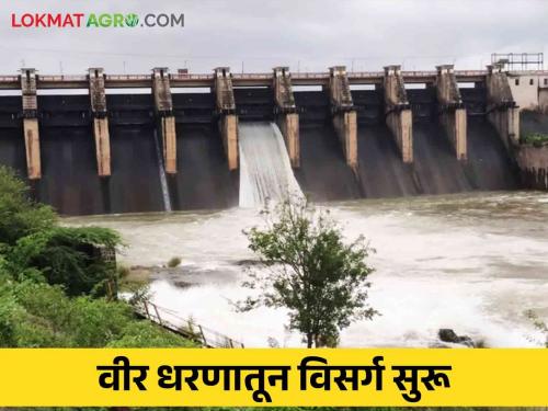 Veer Dam Heavy rain on Sahyadri Ghat Discharge of water from Veer Dam has started | Veer Dam : सह्याद्री घाटमाथ्यावर दमदार पावसाची हजेरी! वीर धरणातून पाण्याचा विसर्ग सुरू