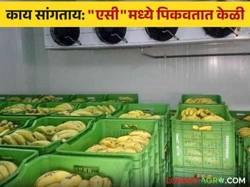 Banana Storage : Did you know? Learn how the sweetness of bananas increases. | Banana Storage :  तुम्हाला माहित आहे का? केळीचा गोडवा कसा वाढतोय जाणून घ्या.