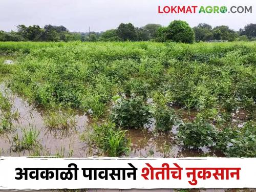 Haidos of unseasonal rains in the state, damage to agricultural crops | राज्यात अवकाळी पावसाचा हैदोस, शेतीपिकांचे नुकसान