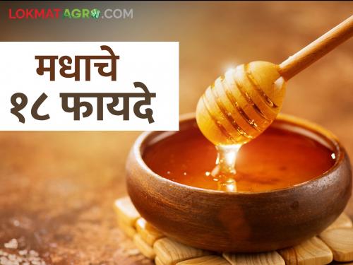 maharashtra agriculture farmer honey use for healh do you know these 18 benefits | काय सांगता? गोड मधापासून होतात तब्बल १८ फायदे; जाणून घ्या कोणते?