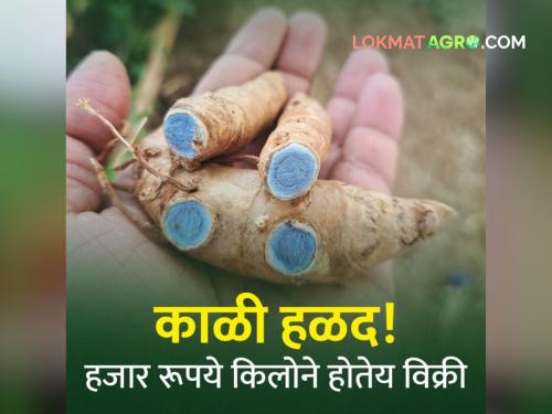 Do you know black turmeric? You will be amazed at the benefits; It is being sold for thousand rupees per kg | काळी हळद माहितीये का? फायदे ऐकून अवाक् व्हाल; हजार रूपये किलोने होतेय विक्री