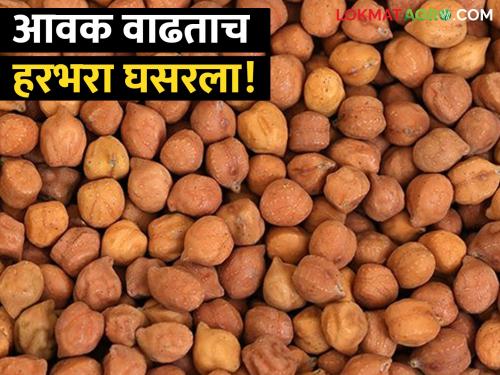 As soon as the income increases, the price of gram falls, how did you get the general price? | आवक वाढताच हरभऱ्याच्या दरात घसरण, कसा मिळाला सर्वसाधारण भाव?