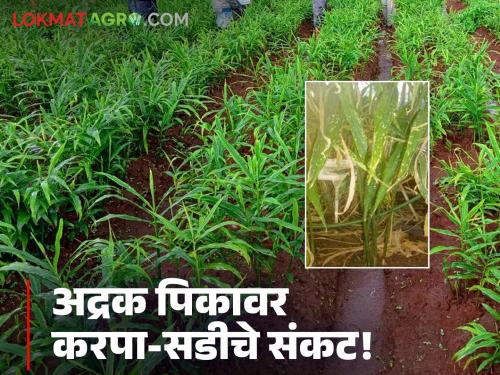 latest news Ginger Farming: Heavy rains cause blight and rot on ginger crop; Take 'this' solution | Ginger Farming : अतिपावसाने अद्रक पिकावर करपा-सडीचे थैमान; 'हा' करा उपाय
