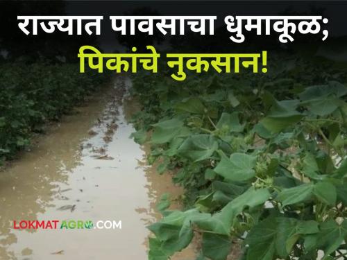 Maharashtra Rain After the return of monsoon presence of heavy rain across the state! Harvested crops in water | Maharashtra Rain : मान्सून परतल्यानंतर राज्यभरात जोरपावसाची हजेरी! काढणीला आलेले पीक पाण्यात