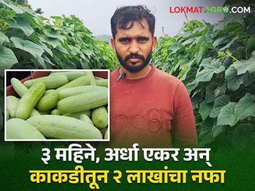 Success Story Purandar net profit of 2 lakhs per half acre for Aman from 3 months off-season cucumber crop | Success Story : ३ महिन्याच्या बिगरहंगामी काकडी पिकातून पुरंदरचा अमनला अर्ध्या एकरात २ लाखांचा निव्वळ नफा