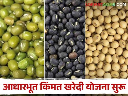 Soybean Moong Urad Registration : Farmers, register Moong, Udid, Soybean online; Read in detail what documents are required | Soybean Moong Urad Registration : शेतकऱ्यांनो, मूग, उडीद, सोयाबीनची ऑनलाइन नोंदणी करून घ्या; कोणते कागदपत्र लागतील ते वाचा सविस्तर