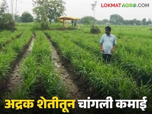 Latest News Ginger farming in 1 acer, expenditure of one lakh 50 thousand now income of eight lakhs, read in detail  | Ginger Farming : 10 गुंठ्यात अद्रक शेती, दीड लाखांचा खर्च, आठ लाखांचे उत्पन्न अपेक्षित, वाचा सविस्तर 