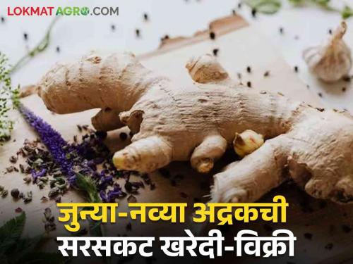 Latest news Government decision on buying and selling of old and new ginger soon says Marketing Minister Abdul Sattar  | Agriculture News : जुन्या-नव्या अद्रकच्या खरेदी विक्रीचा शासन निर्णय लवकरच - पणन मंत्री अब्दुल सत्तार 