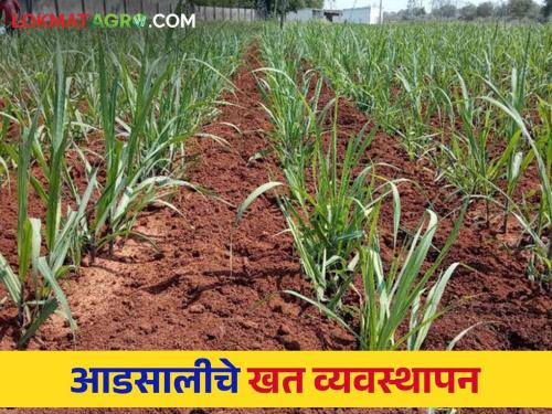 Sugarcane Fertilizer Schedule : How to apply fertilizers in sugarcane see detailed schedule | Sugarcane Fertilizer Schedule : आडसाली उसात कशी द्याल खते पहा सविस्तर वेळापत्रक