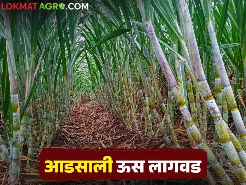 Here are five important tips to increase adsali sugarcane production Read in detail | आडसाली ऊसाच्या उत्पादन वाढीसाठी ह्या आहेत महत्वाच्या पाच टिप्स.. वाचा सविस्तर