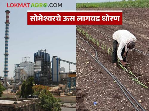When will the sugarcane plantation of Someshwar factory start? Know the details | सोमेश्वर कारखान्याची आडसाली ऊस लागवड कधीपासून सुरू होणार; जाणून घ्या सविस्तर