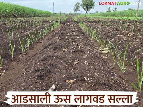 Are you planting sugarcane in Adsali? How will you plan? Read in detail | आडसाली ऊस लागवड करताय? कसे कराल नियोजन? वाचा सविस्तर