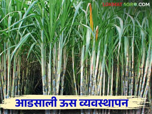 Adsali Sugarcane : Read in detail when and how to spray plant growth regulator in adsali sugarcane | Adsali Sugarcane : आडसाली उसातील संजीकांच्या फवारण्या कधी व कशा कराव्यात वाचा सविस्तर