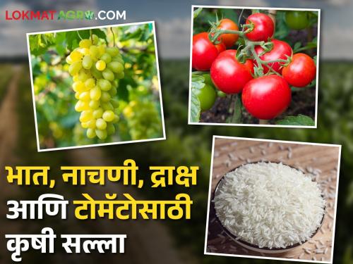 Latest News Agriculture Advice for Rice, Raga, Grape and Tomato Preparing for Kharif Season | Kharif Season : खरीप हंगामाची तयारी : भात, नाचणी, द्राक्ष आणि टोमॅटोसाठी कृषी सल्ला, वाचा सविस्तर 